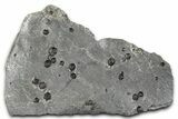 Plate of + Red Embers Garnets in Graphite - Massachusetts #375771-1